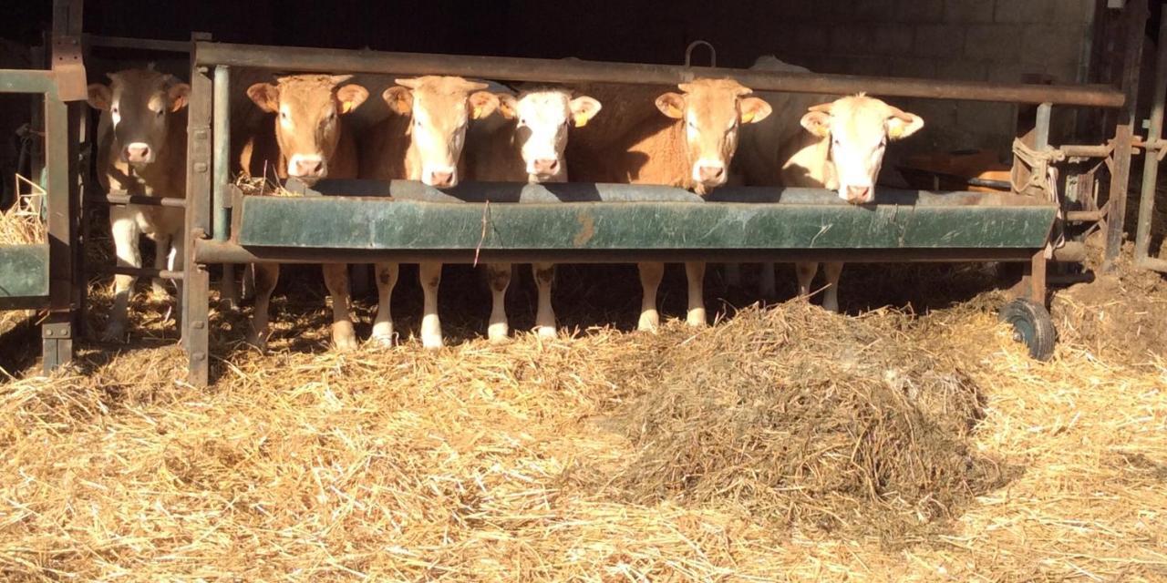 Aux Bois Dorés de la Ferme de sorval, animaux de la ferme, fitness Selvigny Exterior foto