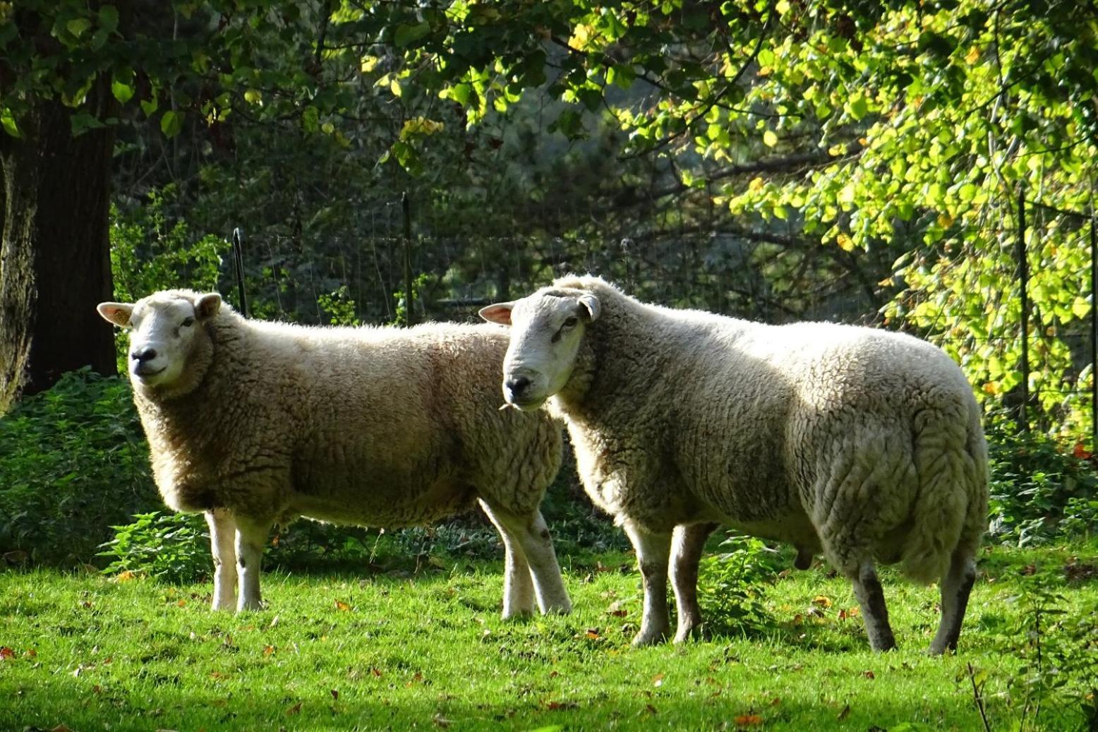 Aux Bois Dorés de la Ferme de sorval, animaux de la ferme, fitness Selvigny Exterior foto
